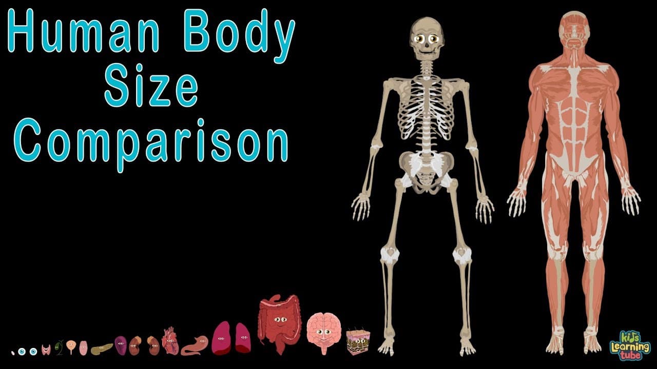 Anatomy