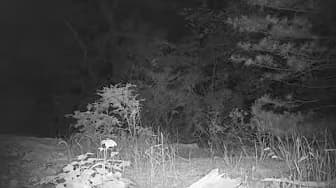 Harvard Forest Wildlife Cameras